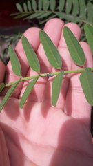 Eudiagogus episcopalis