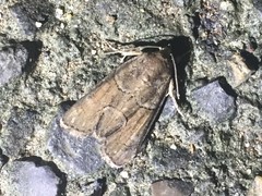 Bryophila granitalis