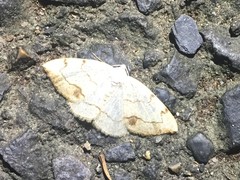 Lomographa simplicior