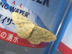Idaea biselata