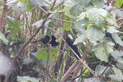 Crotophaga sulcirostris