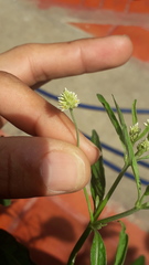 Pfaffia glomerata