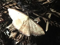 Pylargosceles steganioides