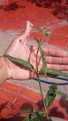 Pfaffia glomerata