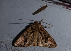 Ichneutica insignis