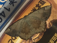 Peratostega deletaria