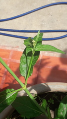 Pfaffia glomerata