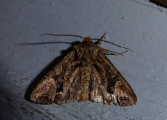 Ichneutica insignis