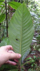 Duroia hirsuta