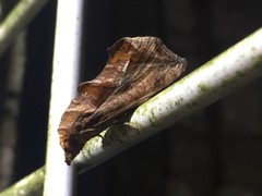 Oraesia emarginata