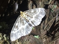 Dilophodes elegans elegans