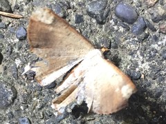 Peratostega deletaria