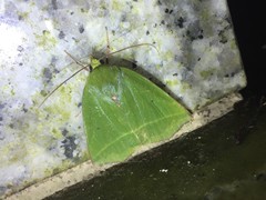 Clethrophora distincta