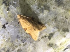 Neocalyptis liratana