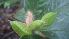 Duroia hirsuta