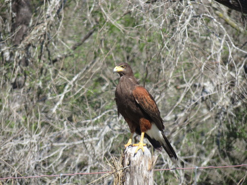 Parabuteo unicinctus