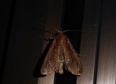 Ichneutica infensa