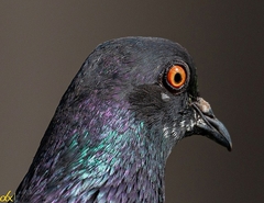 Columba livia domestica