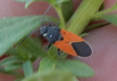 Melanopleurus belfragei