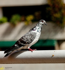 Columba livia domestica