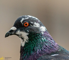 Columba livia domestica
