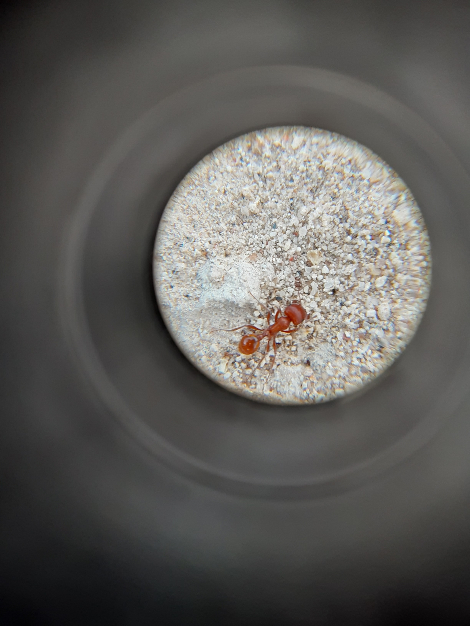 Pogonomyrmex desertorum