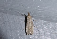 Eudonia leptalaea