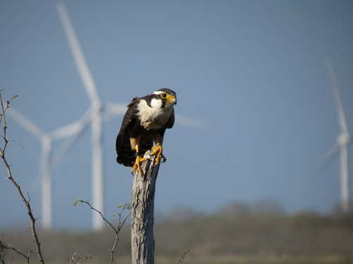 Falco femoralis