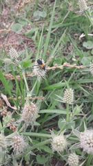 Chrysoprasis basalis