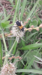 Chrysoprasis basalis