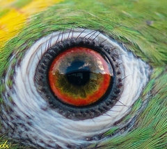 Amazona ochrocephala