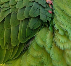 Amazona ochrocephala