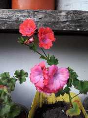 Pelargonium × hybridum