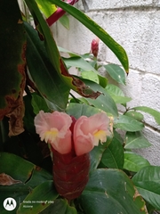 Costus