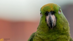 Amazona ochrocephala