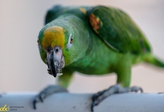 Amazona ochrocephala