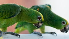 Amazona ochrocephala