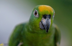 Amazona ochrocephala