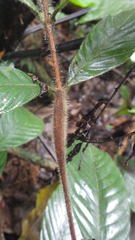 Duroia hirsuta