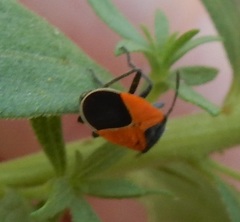 Melanopleurus belfragei