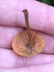 Mycena aurantiomarginata