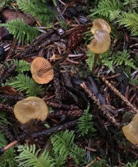 Mycena aurantiomarginata