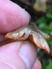 Mycena aurantiomarginata