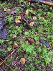 Mycena aurantiomarginata