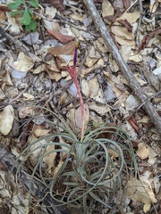 Tillandsia exserta