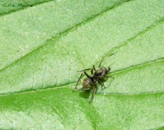 Myrmecotypus niger