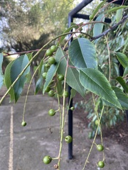 Prunus serotina capuli
