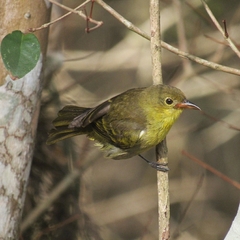 Hemithraupis flavicollis