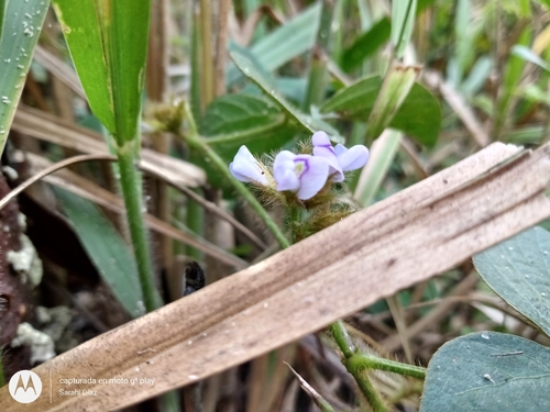 Calopogonium mucunoides iNat (1)