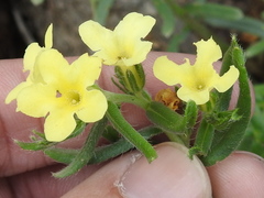 Lithospermum cobrense